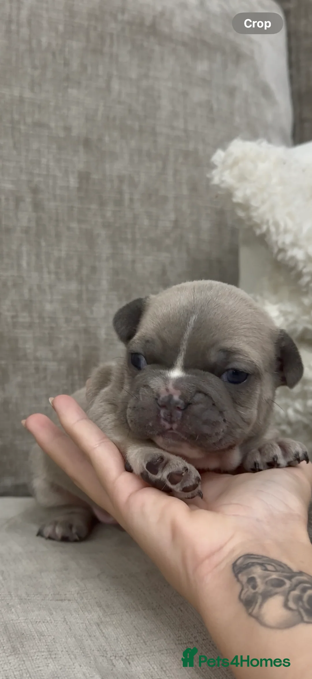 French Bulldog dogs for sale: French bull dog puppies ONLY 2 MALES LEFT - Advert 18