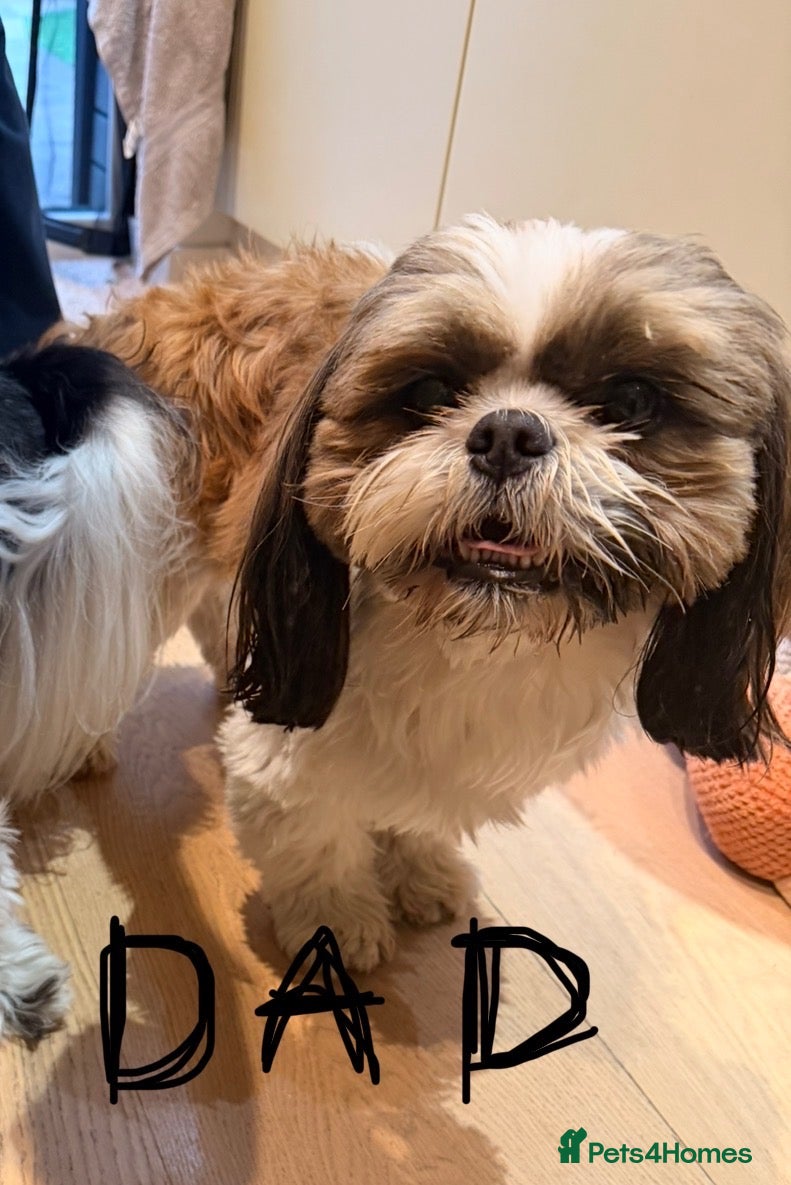 Shih Tzu dogs Puppy Shih tzu  - Advert 2