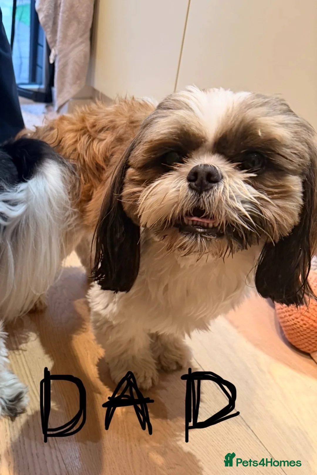 Shih Tzu dogs for sale: Puppy Shih tzu  - Advert 2