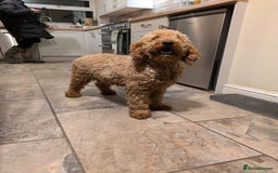 Mixed Breed dogs for sale: Pointer x poodle (pooters) - Image 3