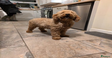 Mixed Breed dogs - Advert 7