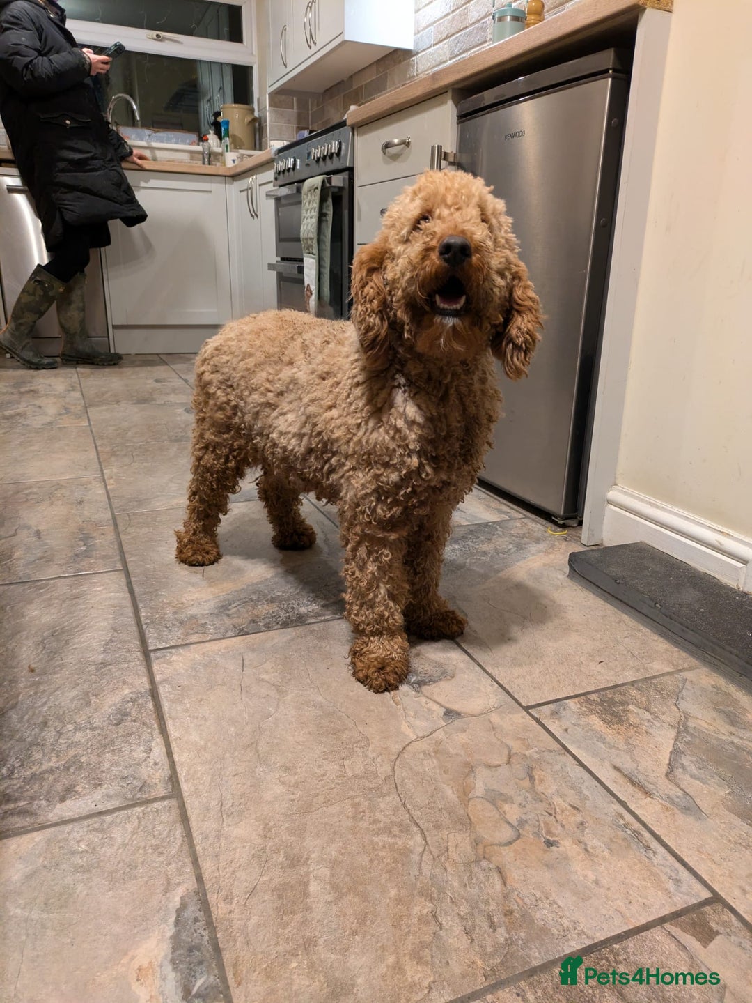 Mixed Breed dogs for sale: Pointer x poodle (pooters) - Image 3