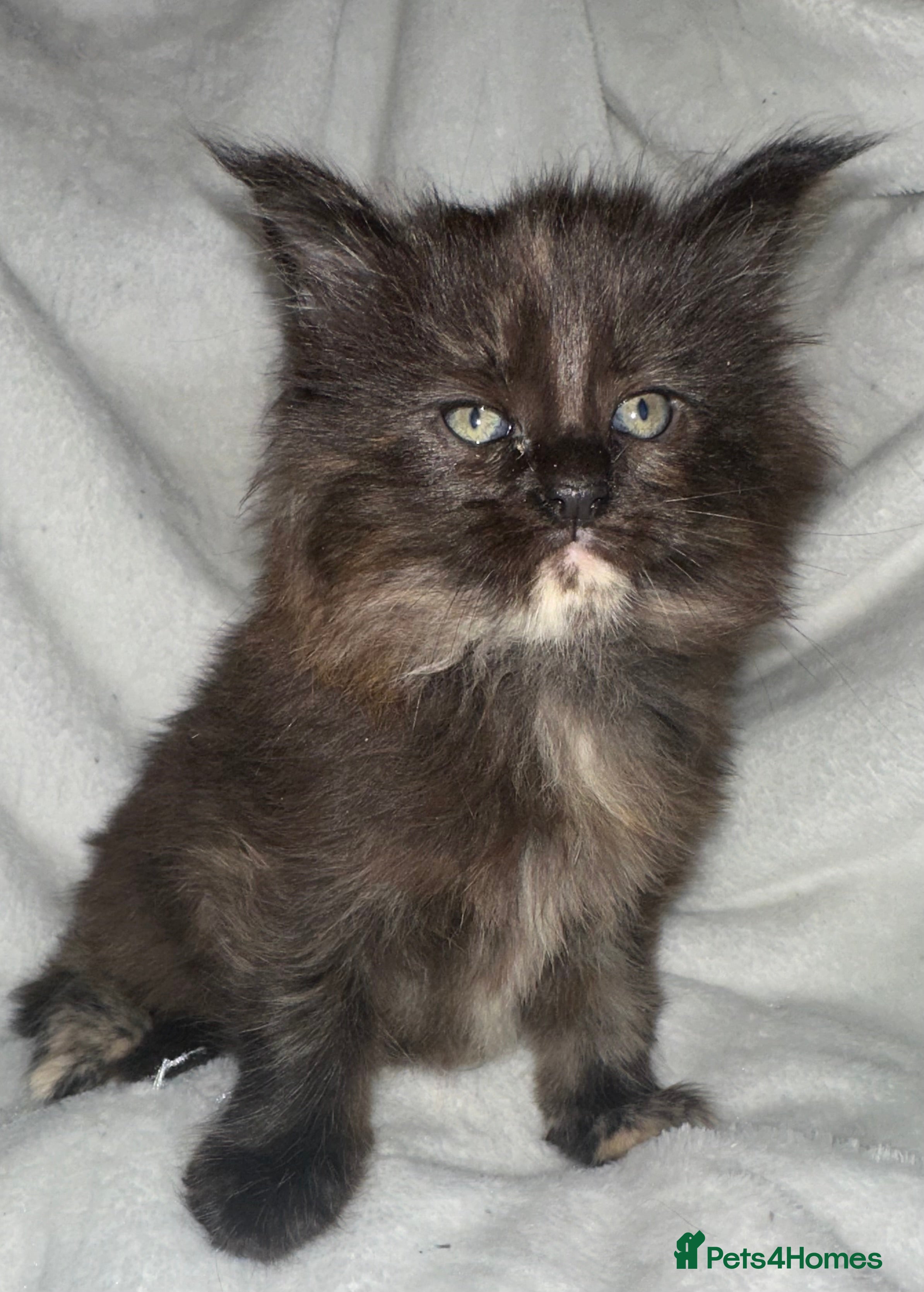 Maine Coon cats Tica Registered Maine Coons  - Advert 14