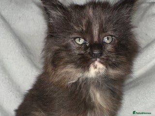 Maine Coon cats Tica Registered Maine Coons - Advert 14