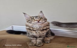 Maine Coon cats for sale: Pure maine coon - Image 21