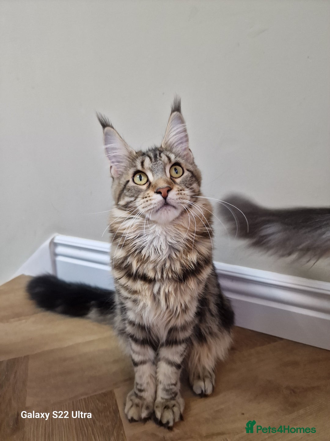 Maine Coon cats for sale: Pure maine coon - Image 21