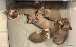 French Bulldog dogs for sale: French bulldog puppies - Image 3