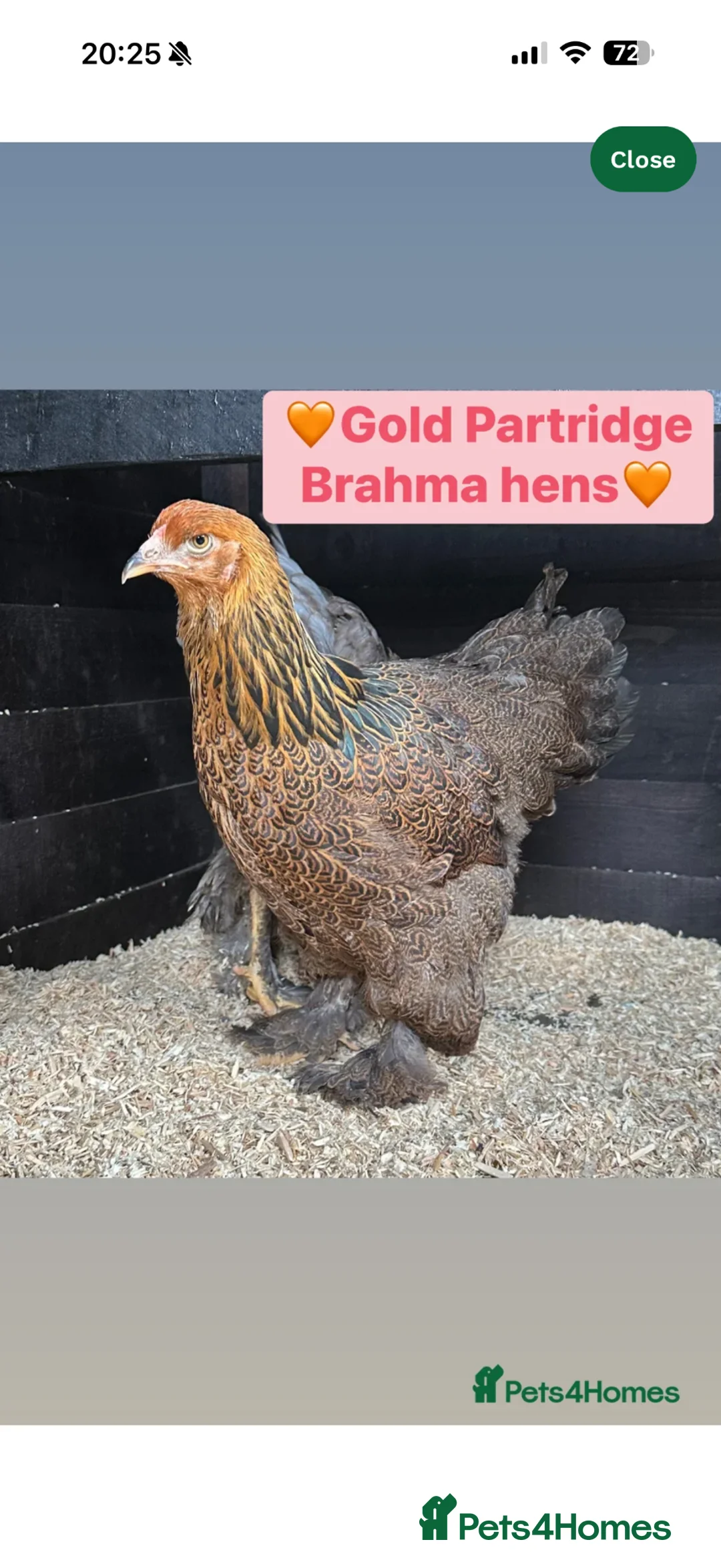 Chickens poultry for sale: Brahma chicks and orpington chicks - Advert 1
