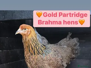 Chickens poultry Brahma chicks and orpington chicks - Advert 2