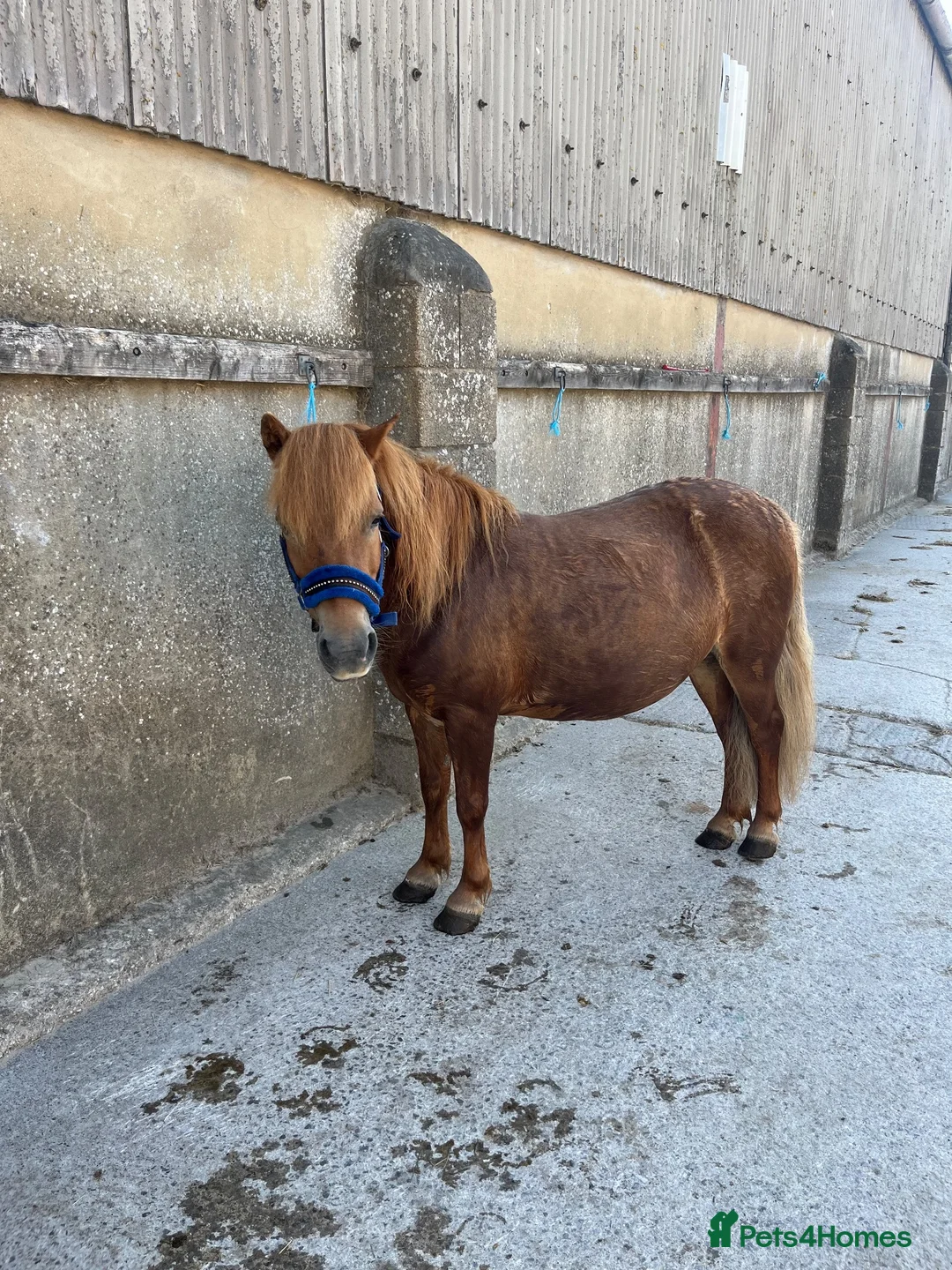 Riding pony horses for sale: 10.3 mare  in Westbury - Advert 2
