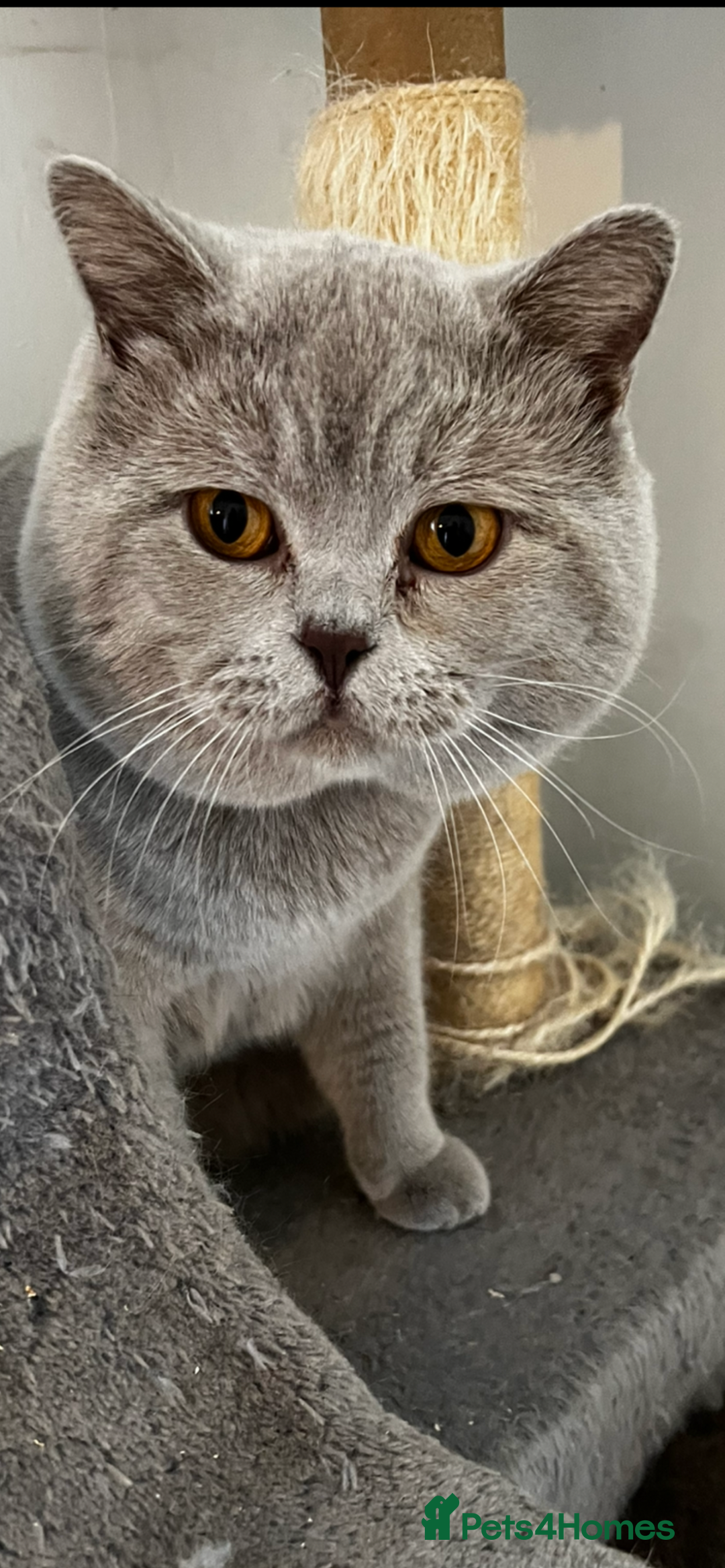 British Shorthair cats for sale: Beautiful British shorthair kittens  - Advert 2