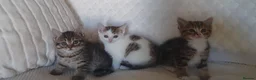 Mixed Breed cats for sale: 10 beautiful cuddly kittens - Advert 21