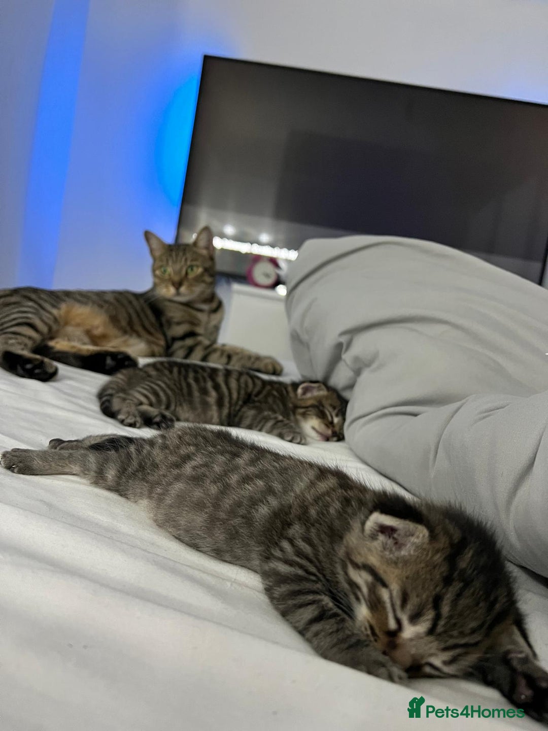 Mixed Breed cats for sale: Kiittens for sale - Advert 2