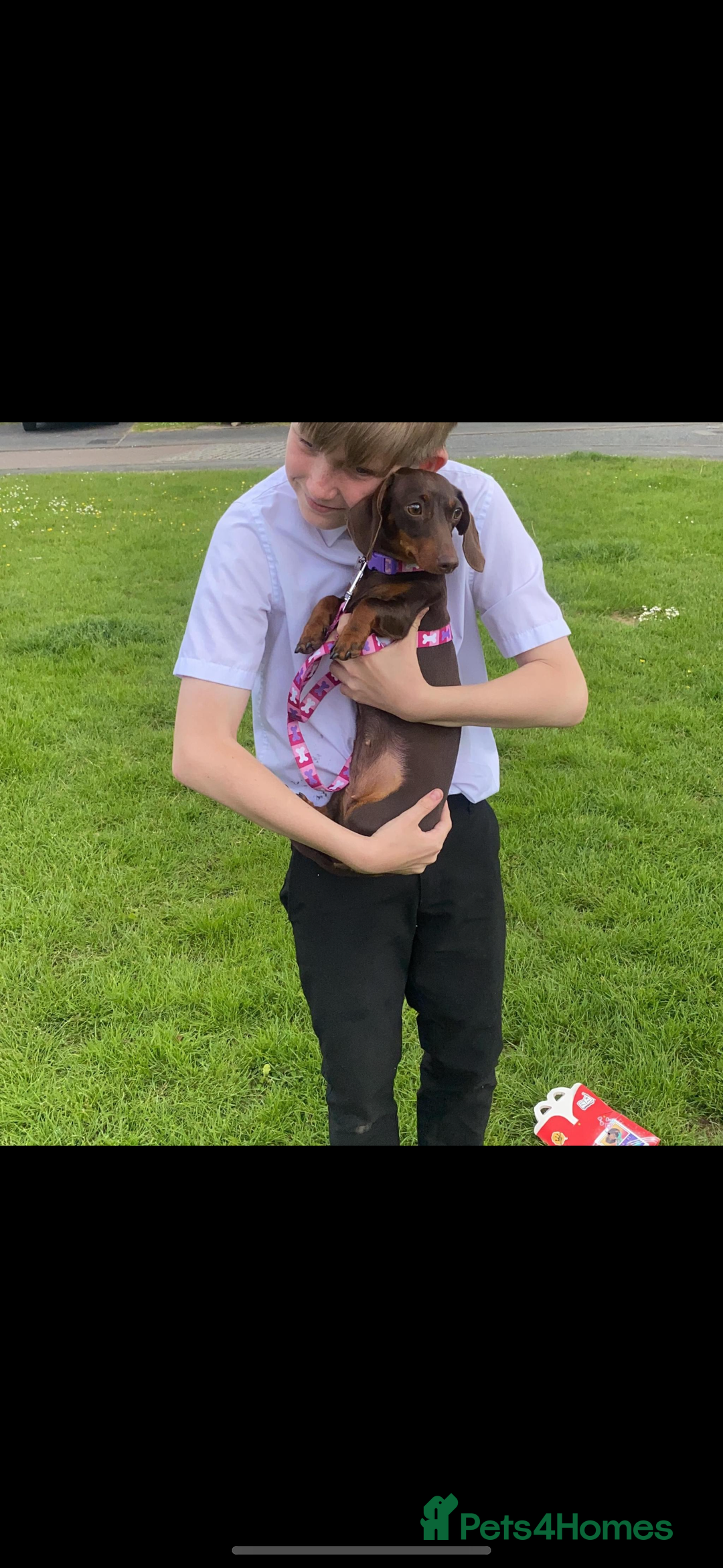 Miniature Dachshund dogs for sale: Mini dachshund pups (true real mini’s) - Image 8