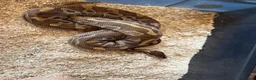 Python Snake reptiles for sale: Royal pythons  - Advert 29