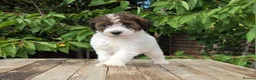 Standard Poodle dogs for sale: Parti Colour Fox Terrier x Standard Poodle Pups - Advert 18