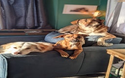 Mixed Breed dogs for sale: X3 sisters MUST GO TOGETHER  - Image 8