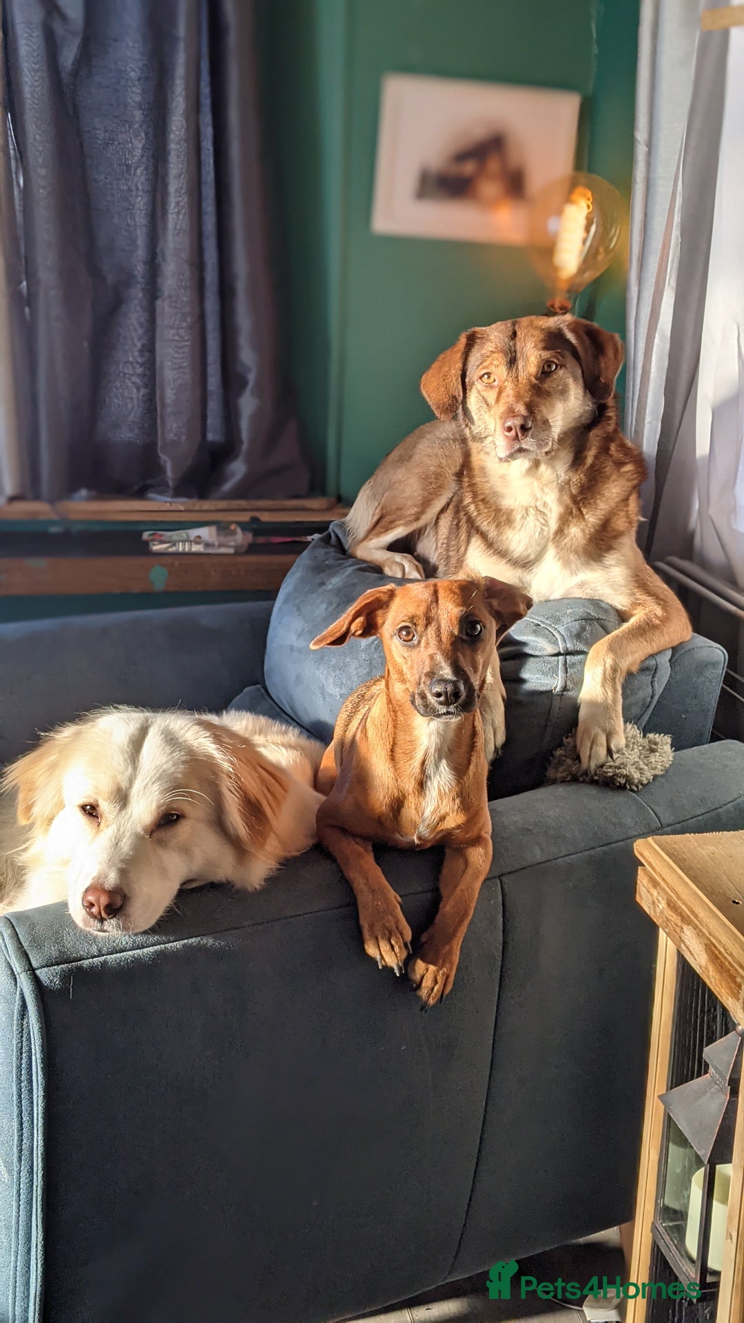 Mixed Breed dogs for sale: X3 sisters MUST GO TOGETHER  - Image 8