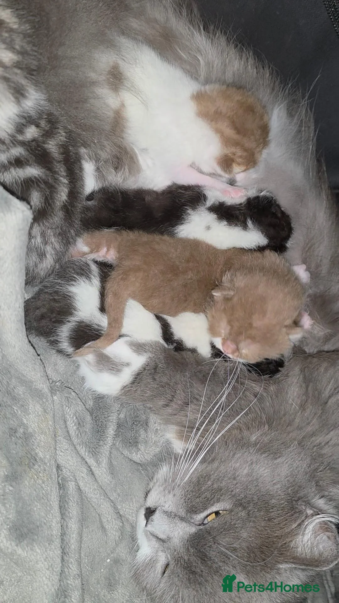 British Shorthair cats for sale: Two British shorthairs  - Advert 2