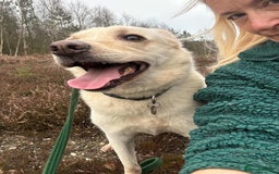 Mixed Breed dogs for adoption: Buddy - Norwich Norfolk  - Image 11