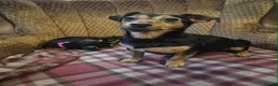 Jack Russell dogs for sale: 2 Female Jack Russell Puppies 12 Weeks Old - Advert 5