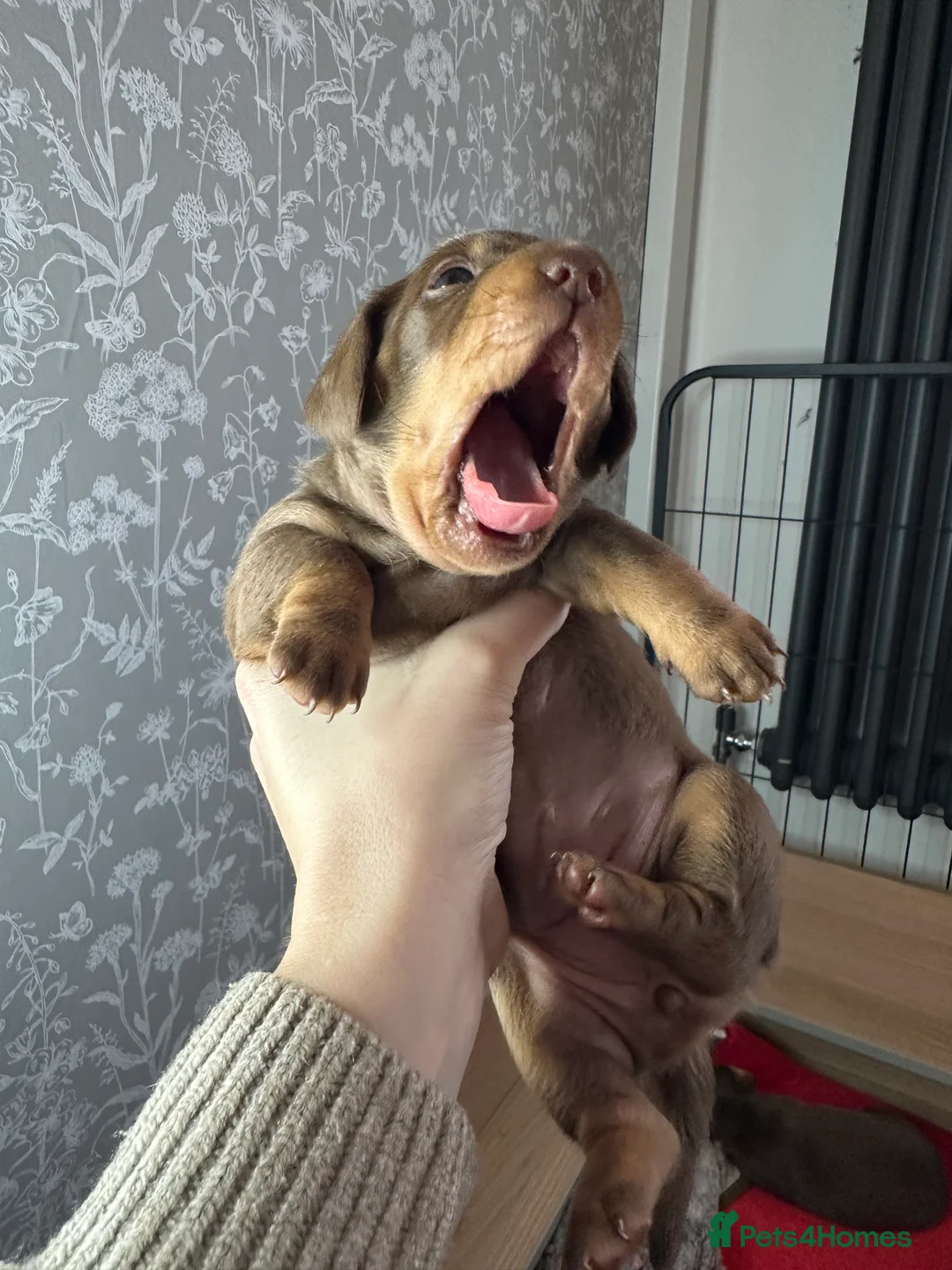 Miniature Dachshund dogs for sale: 3 beautiful miniature dachshund girls.  - Advert 12