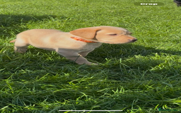 Labrador Retriever dogs for sale: KC reg labs- working bloodline  in Lanark - Image 14