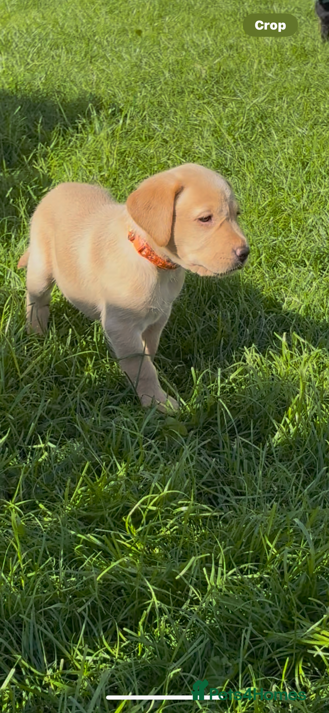 Labrador Retriever dogs for sale: KC reg labs- working bloodline  in Lanark - Image 14