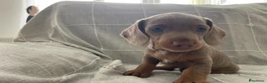 Dachshund 1