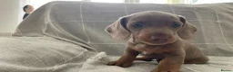 Dachshund dogs for sale: Miniature Dachshund Puppies - Stunning Litter - Advert 21