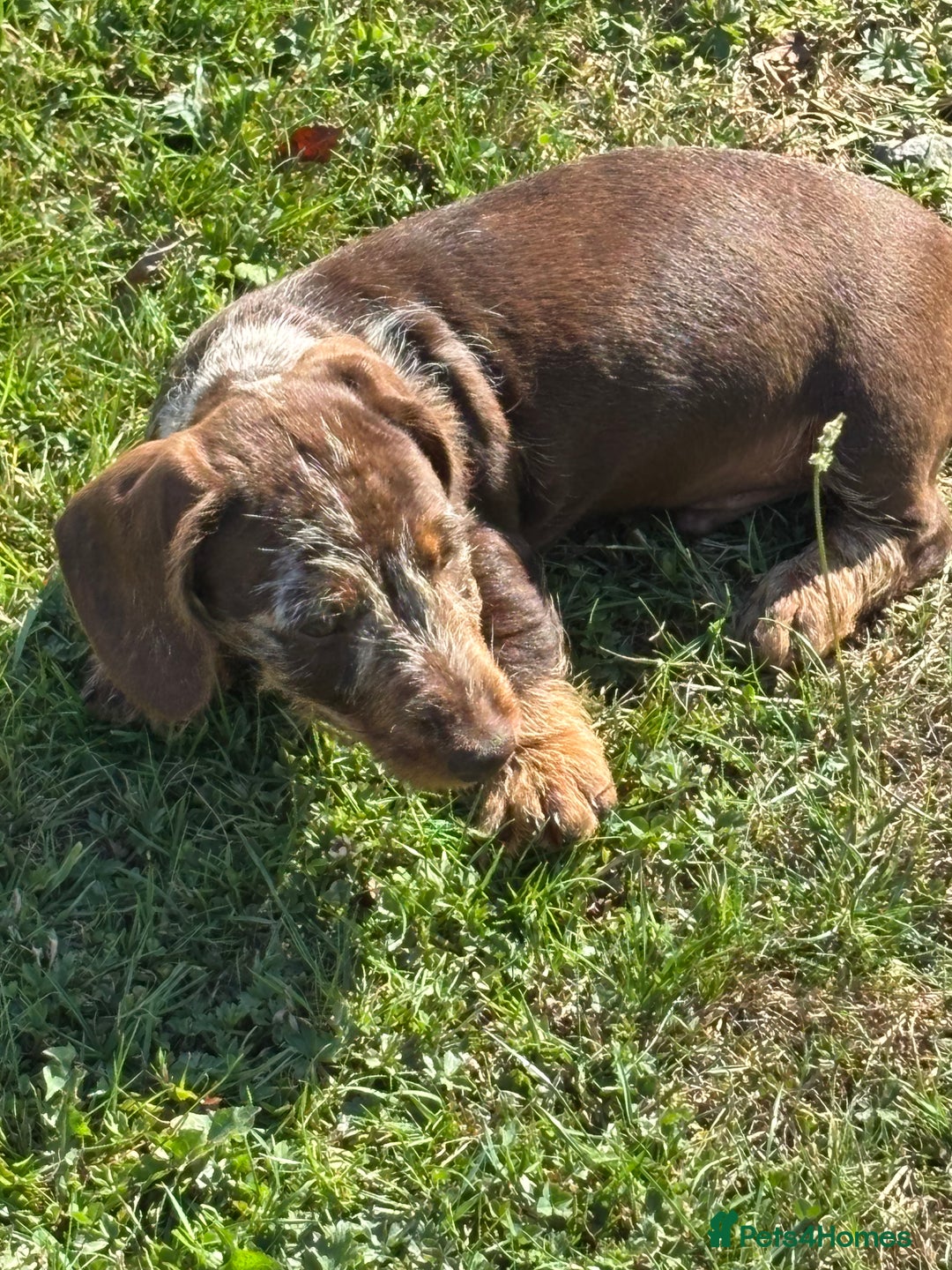 Miniature Dachshund dogs for sale: Miniature Wire Haired Dachshund  - Image 38