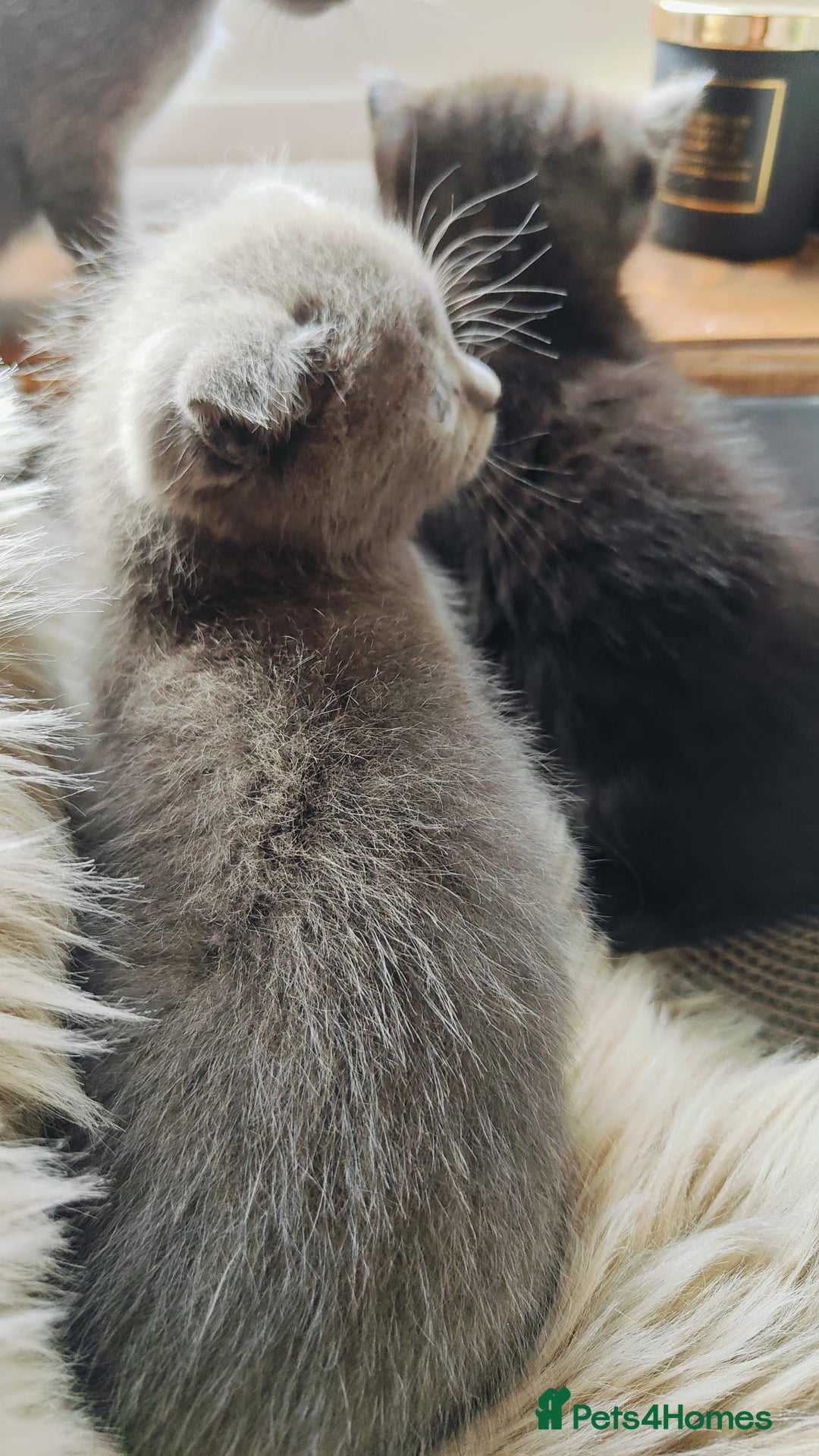 British Shorthair cats for sale: ❤️Gorgeous Scottish Fold/Straight kittens❤️ - Image 11