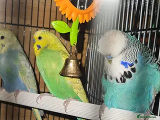 Budgerigars birds Young Budgies for Sale - Advert 5