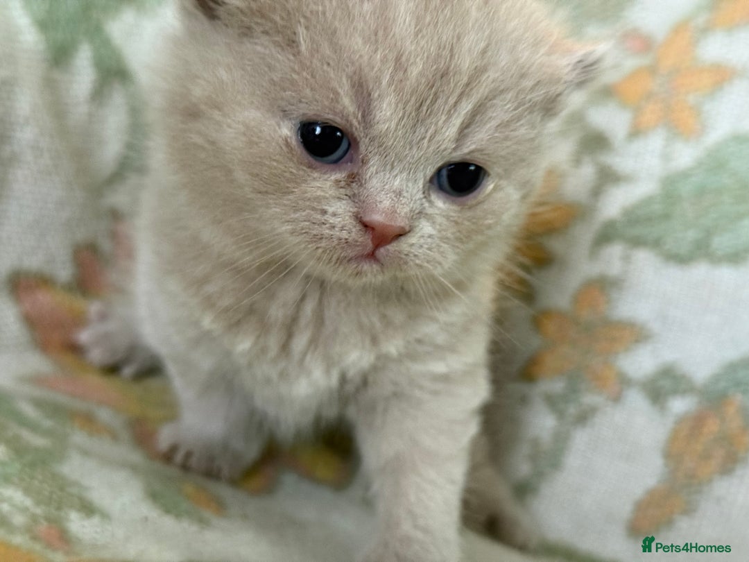 British Shorthair cats for sale: Beautiful GCCF and TICA reg British Shorthair  - Advert 19