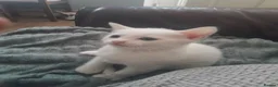 Mixed Breed cats for sale: Kitten - Advert 2