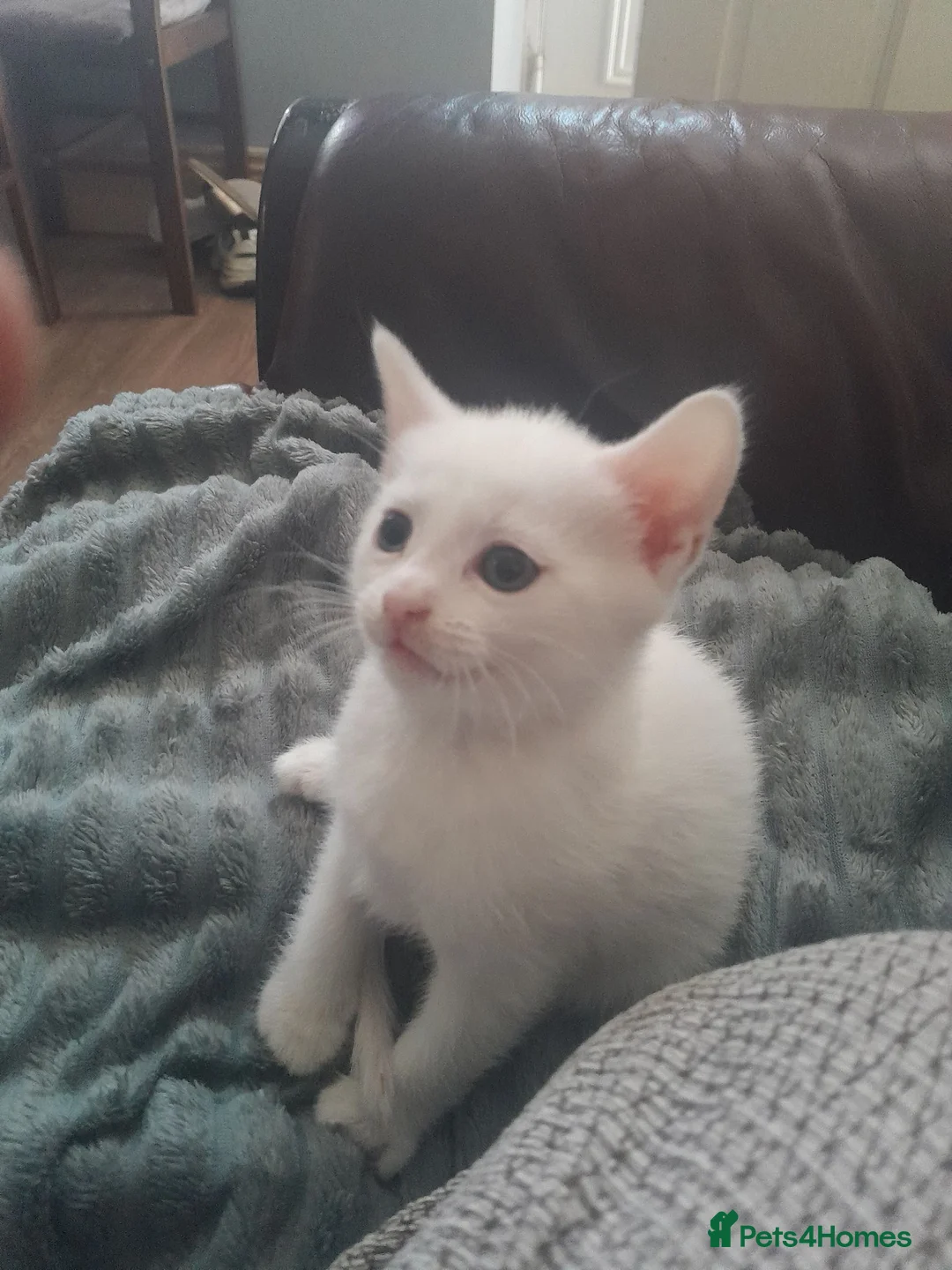 Mixed Breed cats for sale: Kitten - Advert 2