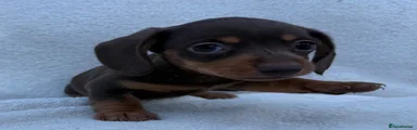 Miniature Dachshund 1