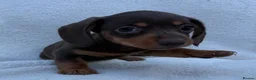 Miniature Dachshund dogs for sale: 3x female miniature dachsunds - Advert 4