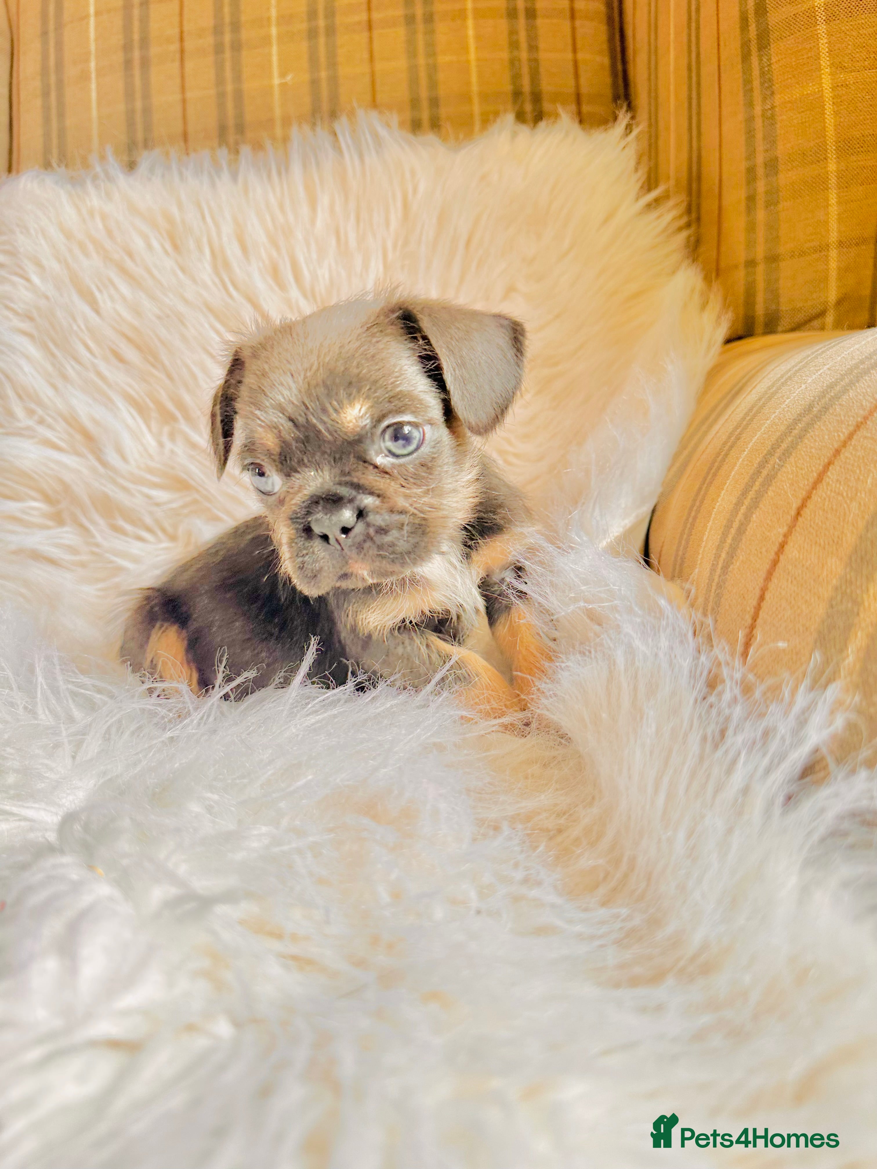 Mixed Breed dogs for sale: Shih Tzu x Frenchie pups - Advert 15
