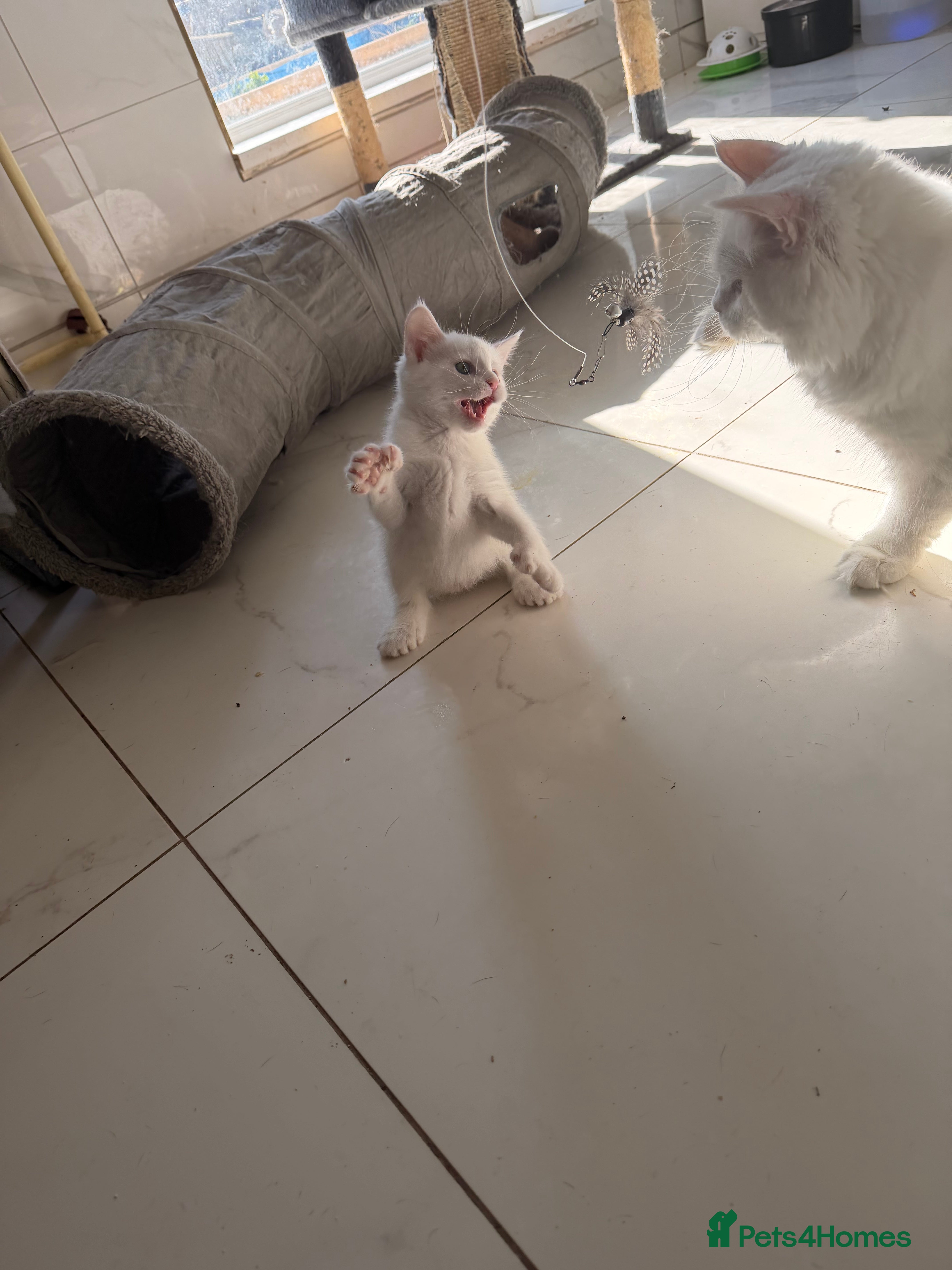 Maine Coon cats White Polydactyl Female Kitten – Maine Coon Type  - Advert 1