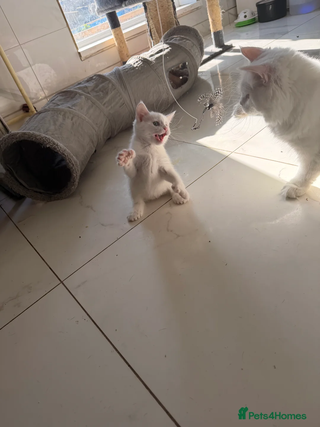 Maine Coon cats for sale: White Polydactyl Female Kitten – Maine Coon Type  - Advert 1