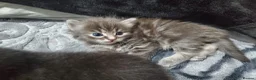 Mixed Breed cats for sale: 4 CUTE KITTENS FOR SALE!  - Advert 3