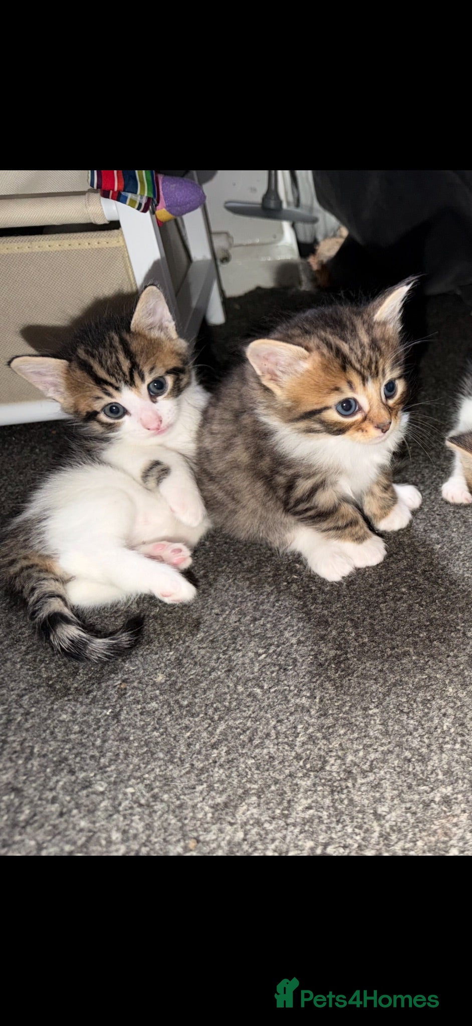 Siberian cats Gorgeous Siberian mixed kittens female male tabby - Advert 8