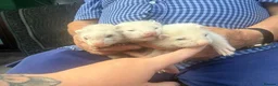 Ferret rodents for sale: Mixed Black Eyed Rare Ferrets CHESHIRE - Advert 3