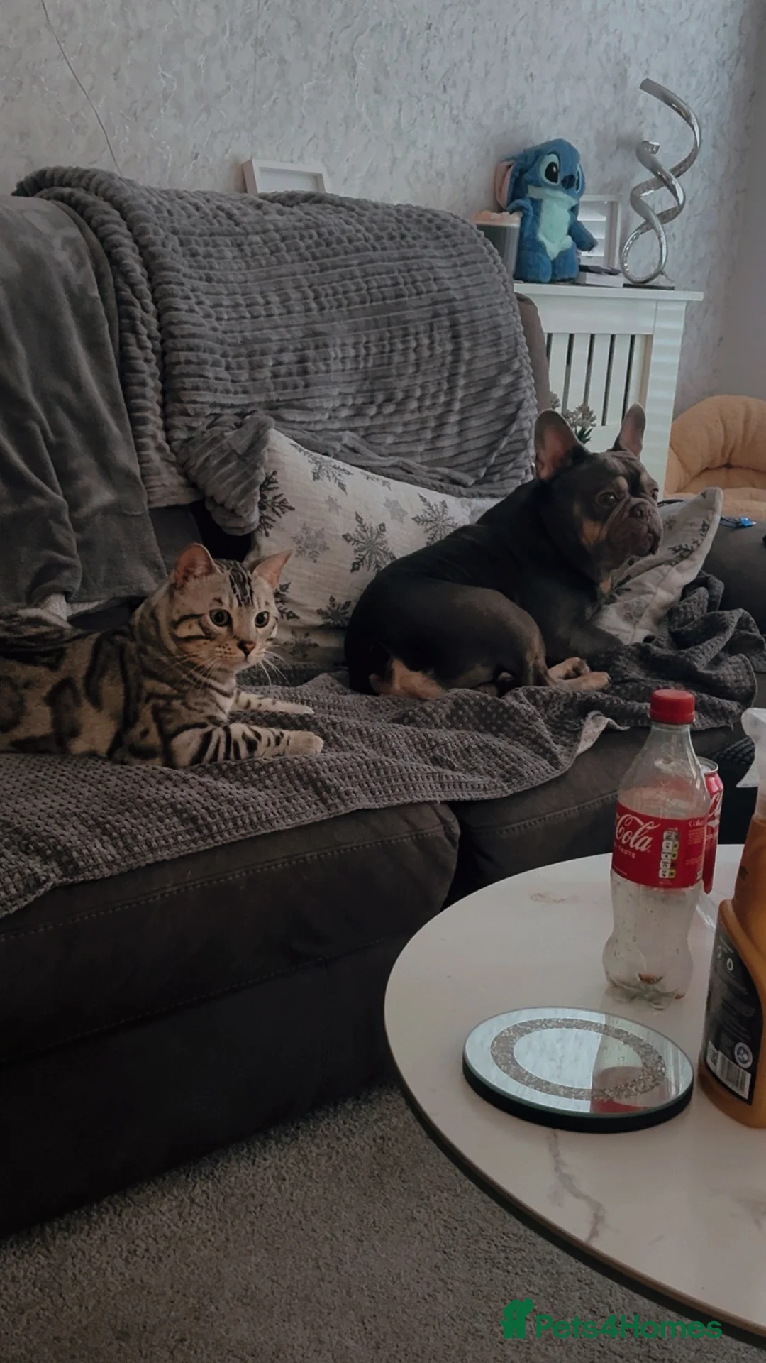 Bengal cats for stud: Juicy Jax for stud  - Advert 3