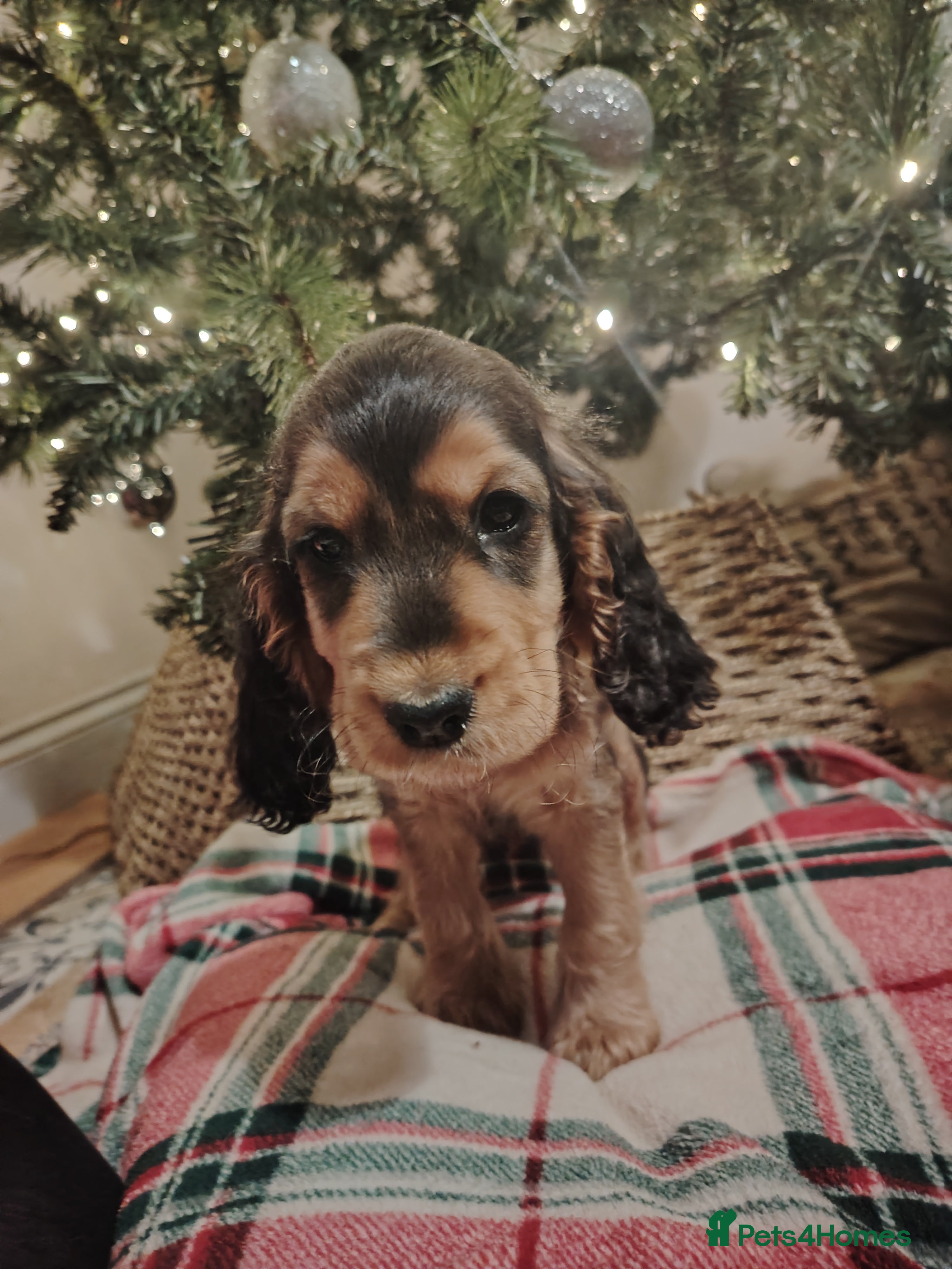 Cocker Spaniel dogs Princess cockers for sale  - Advert 9