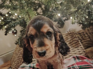 Cocker Spaniel dogs Princess cockers for sale - Advert 9