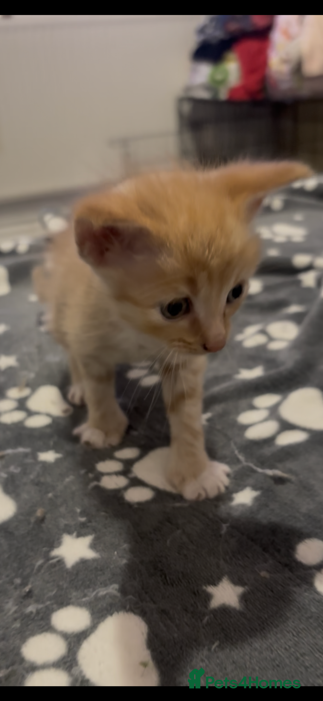 Domestic Shorthair cats for sale: 4 beautiful kittens looking for homes 🏡🥰 - Image 8