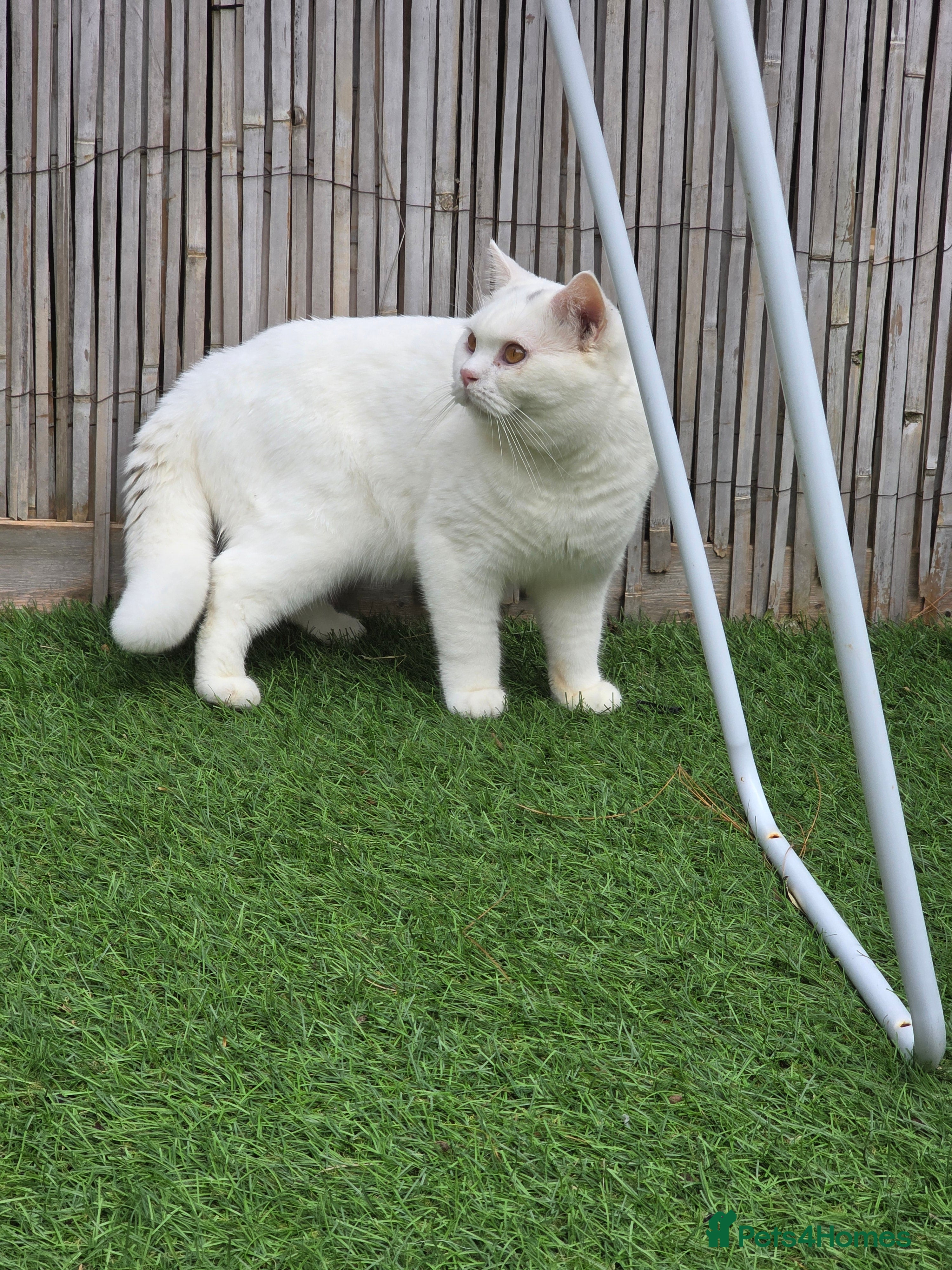 British Shorthair cats British Shorthair White Boy – Stud Service  (TICA) - Advert 1