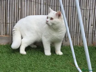 British Shorthair cats British Shorthair White Boy โ Stud Service (TICA) - Advert 1
